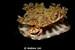 Crab resting on jellyfish! really hard to focus! by Andrew Lim 